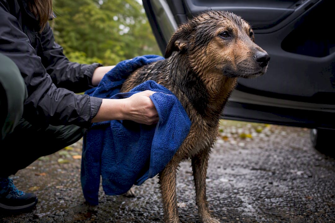 Owner towel-drying muddy dog beside car