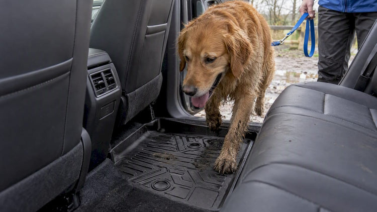 Dog entering car after a muddy walk