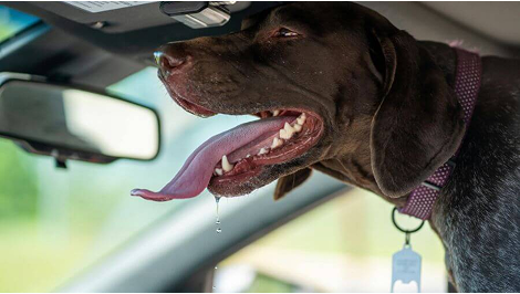 How to Find the Best Cargo Liner for Dogs